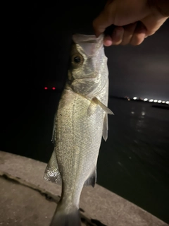 セイゴ（マルスズキ）の釣果
