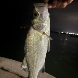 セイゴ（マルスズキ）