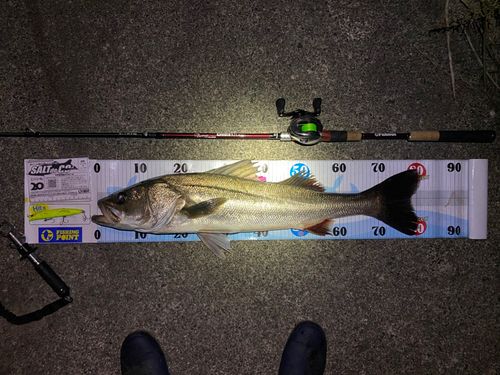 シーバスの釣果