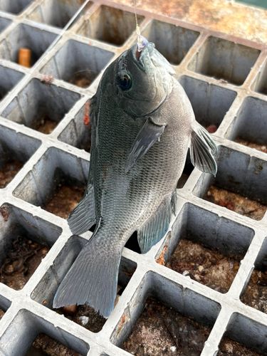 グレの釣果