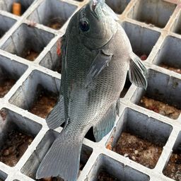 グレ