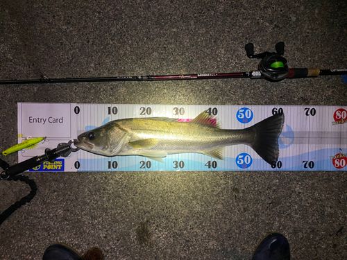 シーバスの釣果