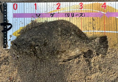 ヒラメの釣果