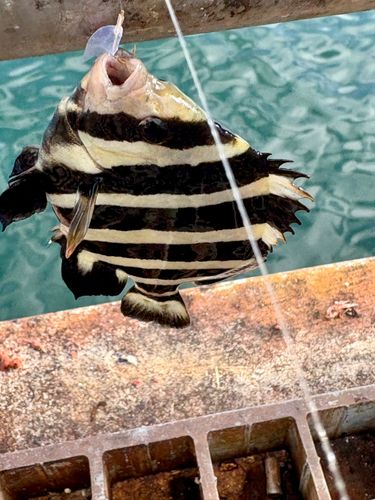 サンバソウの釣果