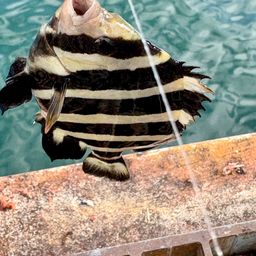 サンバソウ