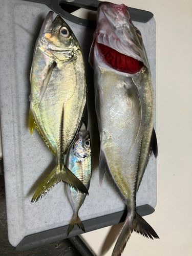 ギンガメアジの釣果