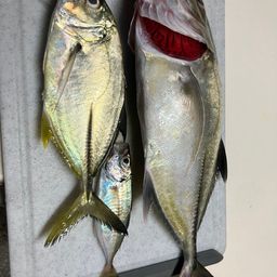 ギンガメアジ