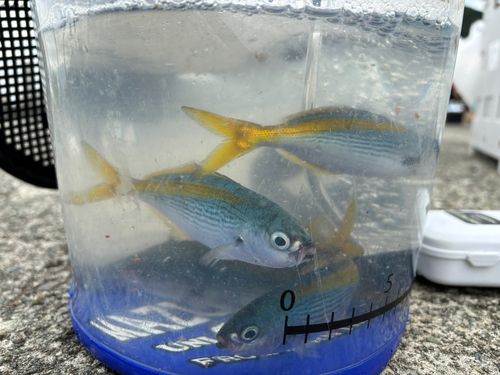 熱海港海釣り施設