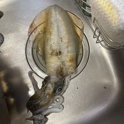 アオリイカ