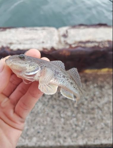 ハゼの釣果