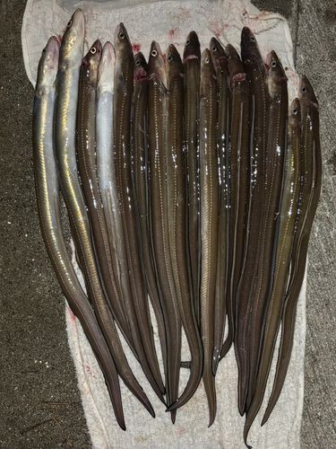 アナゴの釣果