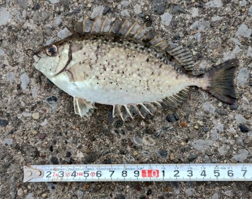 アイゴの釣果