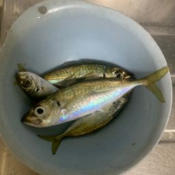 アジ