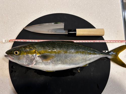 ハマチの釣果