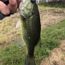 ラージマウスバス