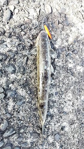 エソの釣果