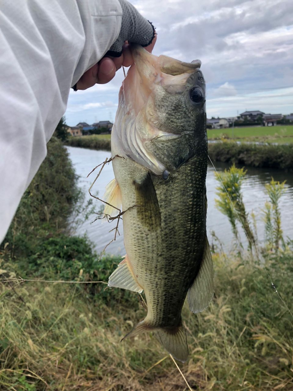 ラージマウスバス