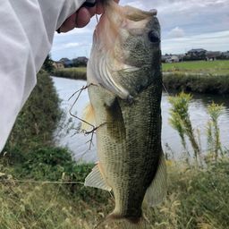 ラージマウスバス