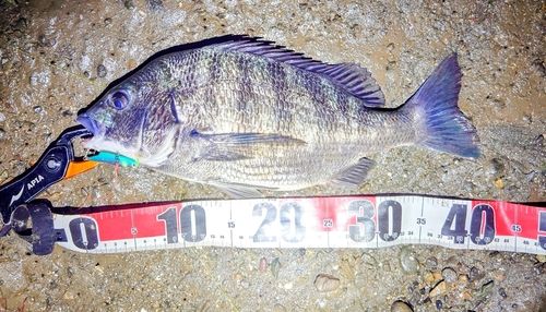 チヌの釣果