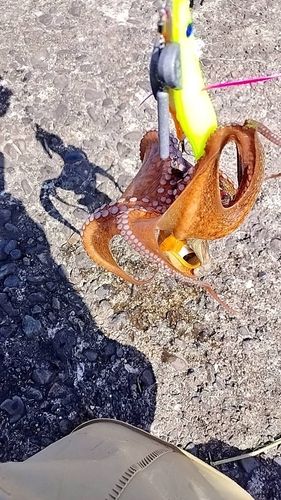 タコの釣果