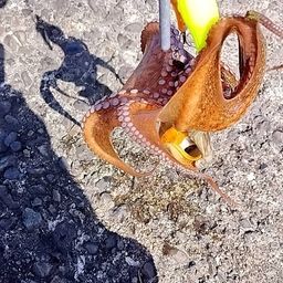 タコ