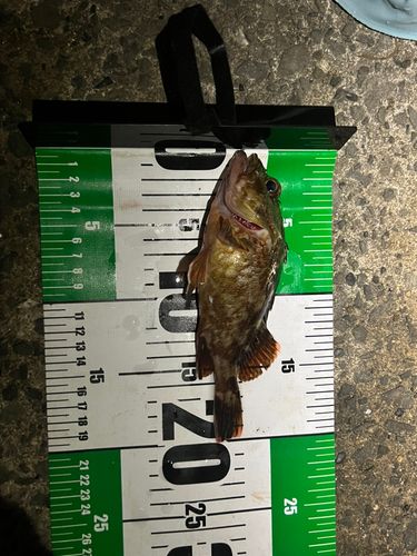 カサゴの釣果