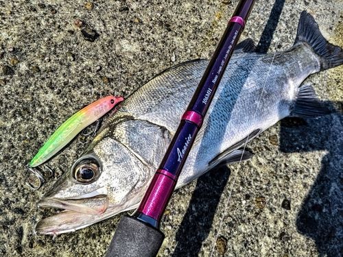 ヒラスズキの釣果