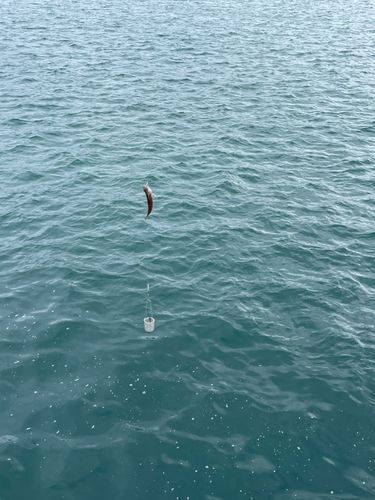 アカササノハベラの釣果