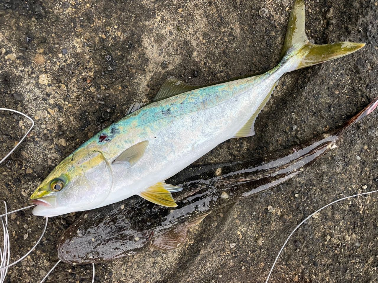 DAIWA 21オーバーゼア グランデ（サーフモデル） 109ML/Mの最