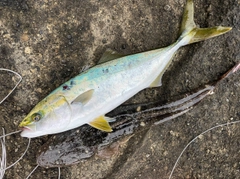 イナダの釣果