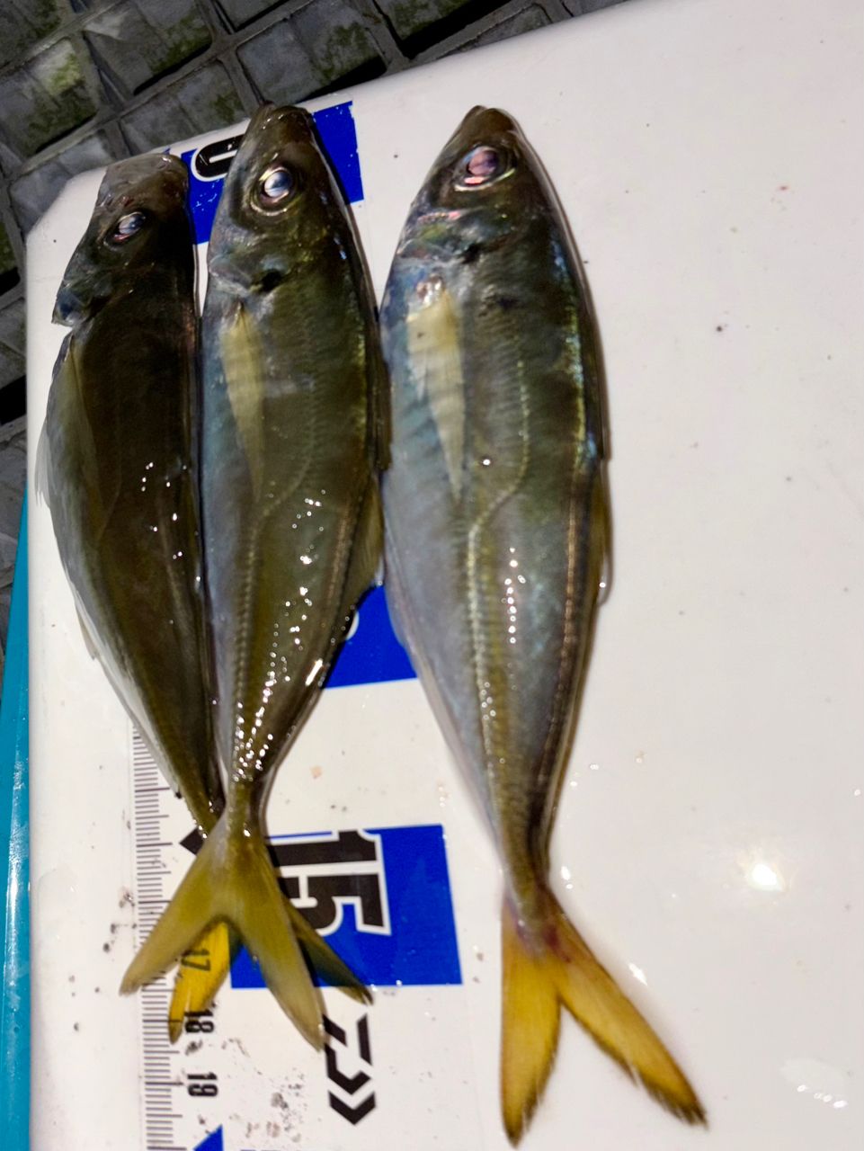 アジ