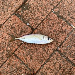 アジ