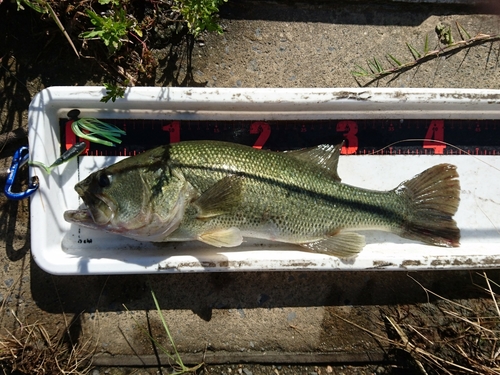 ラージマウスバスの釣果