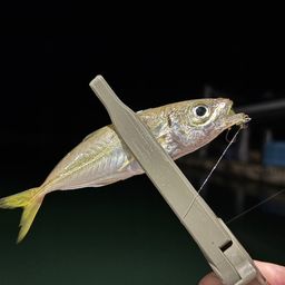 アジ