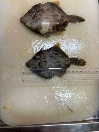 カワハギの釣果