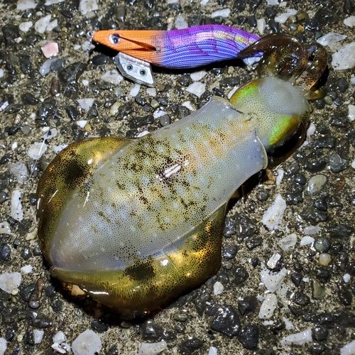アオリイカの釣果
