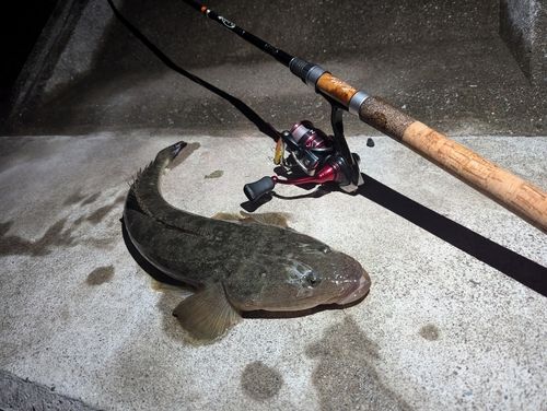 マゴチの釣果