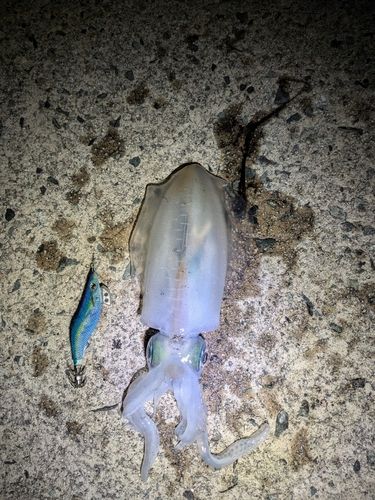 アオリイカの釣果