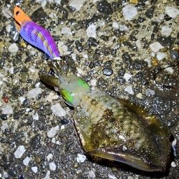 アオリイカ