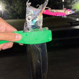 タチウオ