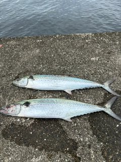 サゴシの釣果