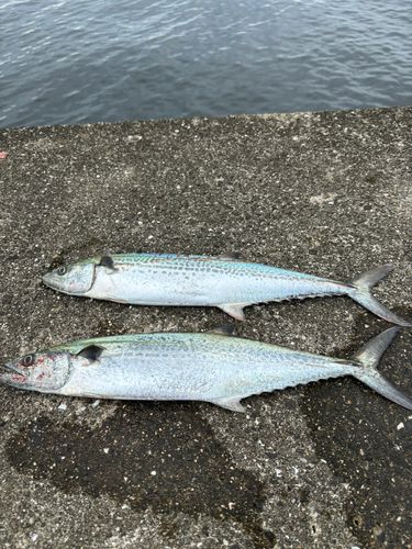 サゴシの釣果