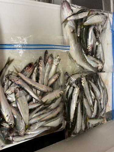検見川浜突堤