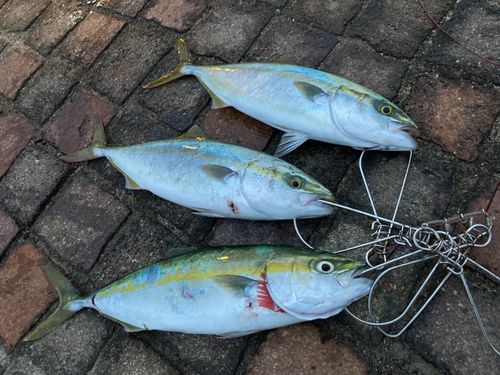 ヤズの釣果