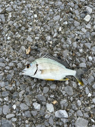 キビレの釣果