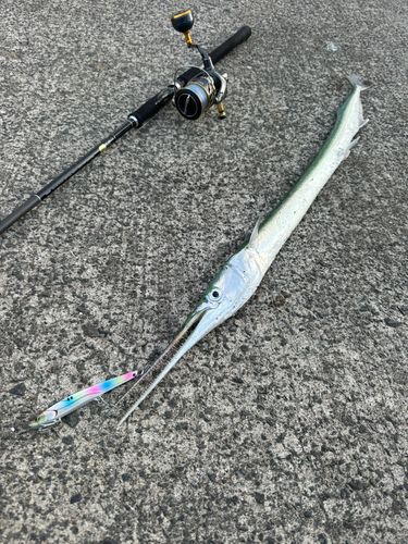 ダツの釣果