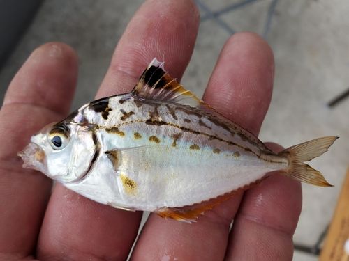 サバの釣果