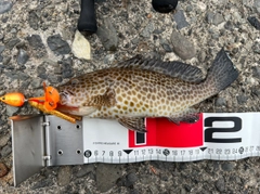 オオモンハタの釣果