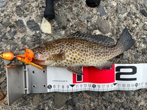 オオモンハタの釣果