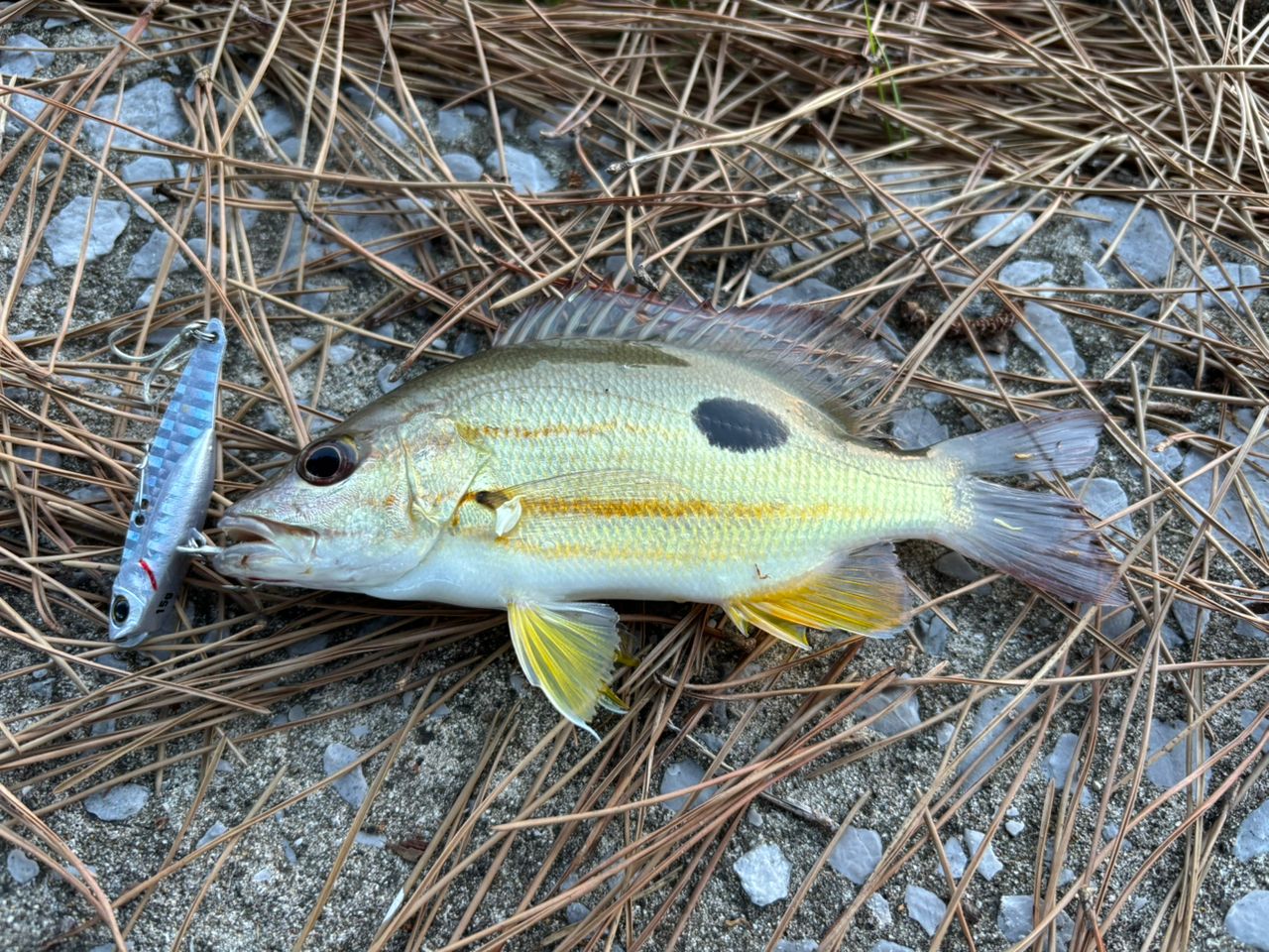 クロホシフエダイ